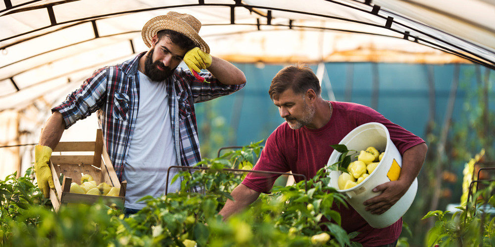 Heat Illness Prevention Measures Heat illness protection